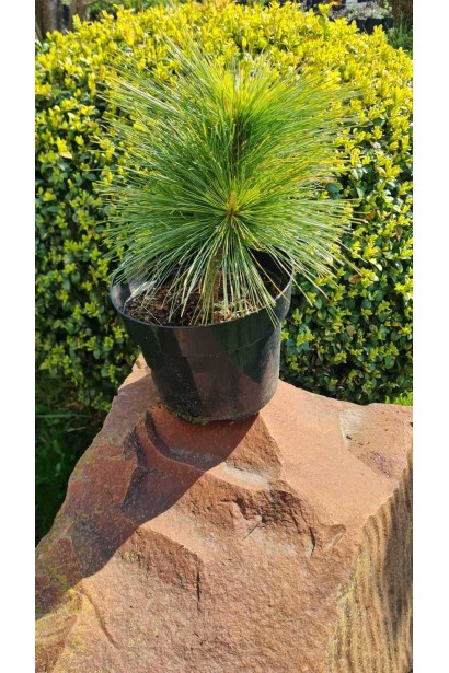 Компактная форма сосны Витхорст для дизайна.